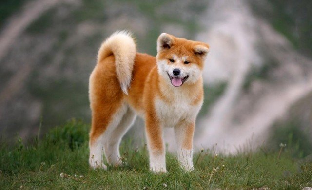 Akita inu