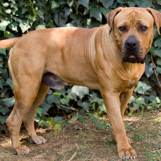 Boerboel africano