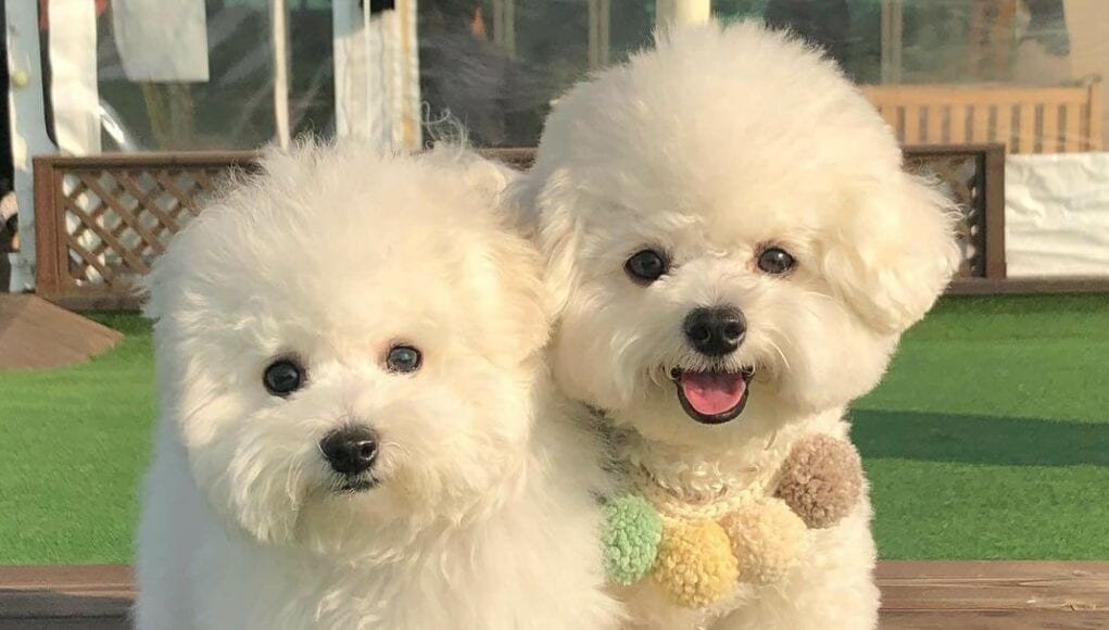 Bichon frisé