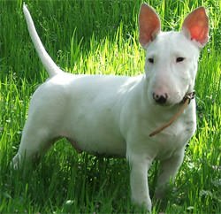 Bull terrier