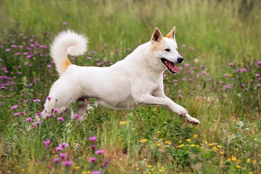 perro Canaan Dog