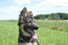 Período adolescente de perrito