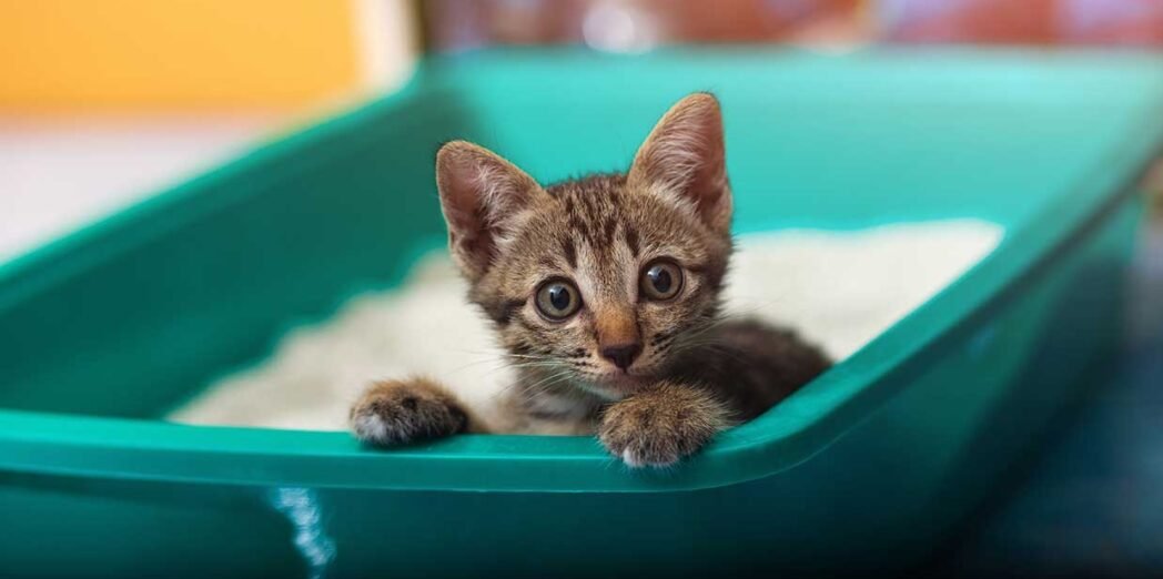 caja de arena con varios gatos