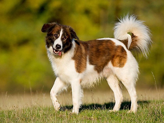 Aidi perro Atlas Sheepdog del norte de África