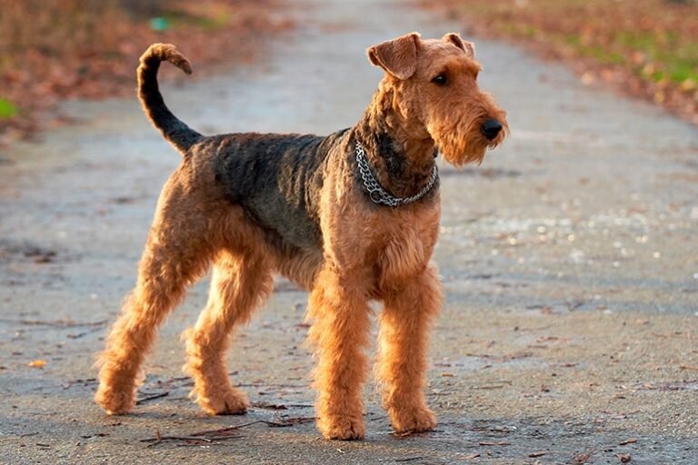 Airedale terrier