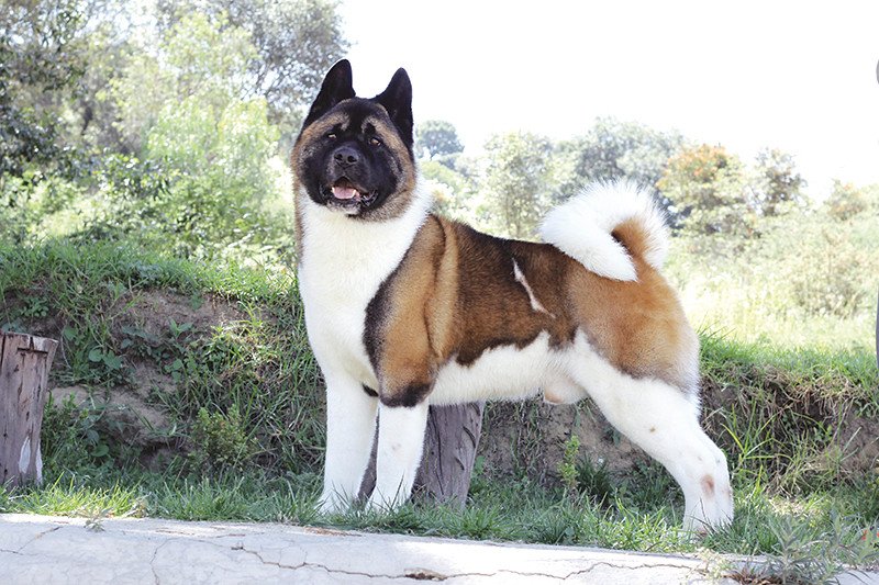 Akita Americano