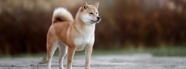 Akita inu