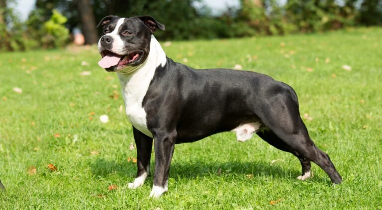 American staffordshire terrier