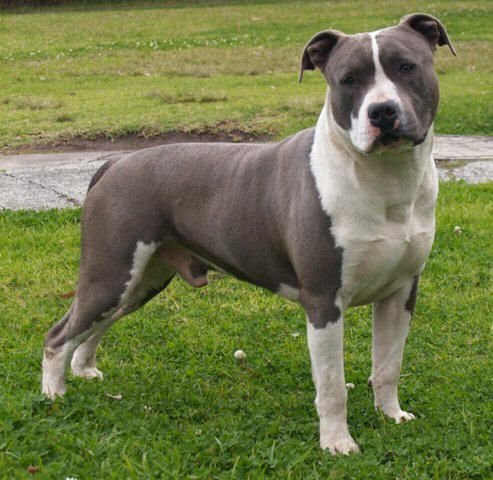 American staffordshire terrier