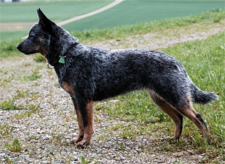 Australian cattle dog