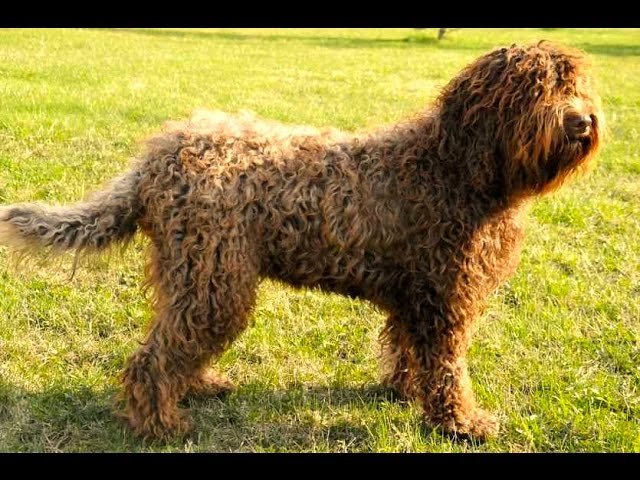 Barbet Perro de agua francés