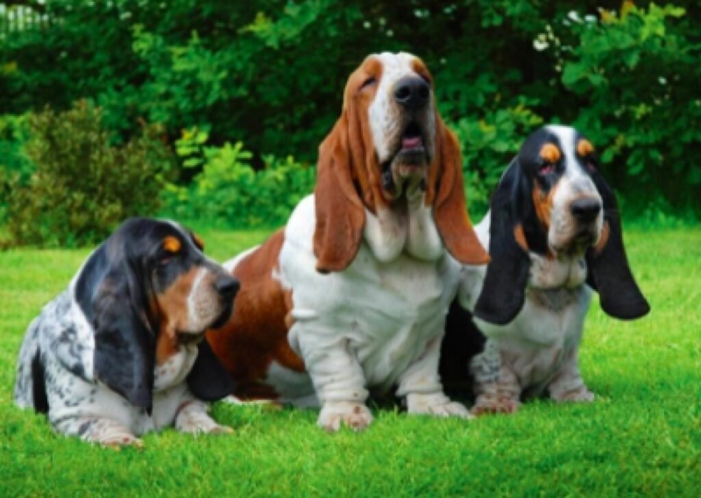 Basset Hound 