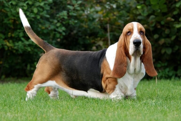 Basset Hound