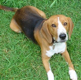 Beagle harrier