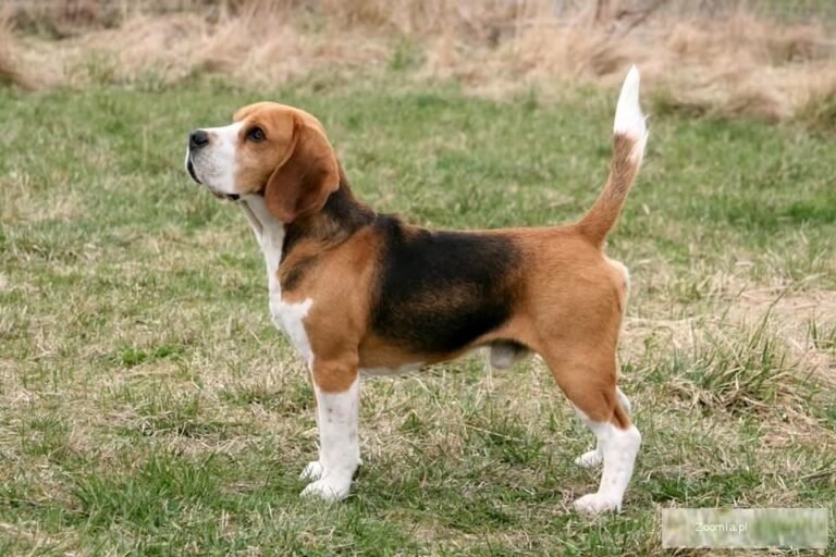 Beagle harrier