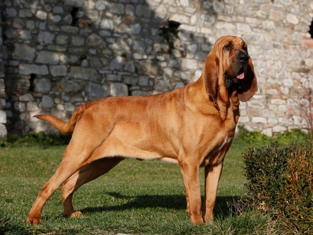 Bloodhound "perro de St. Hubert"