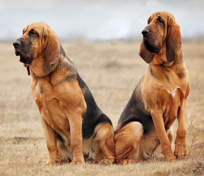 Bloodhound «perro de St. Hubert»