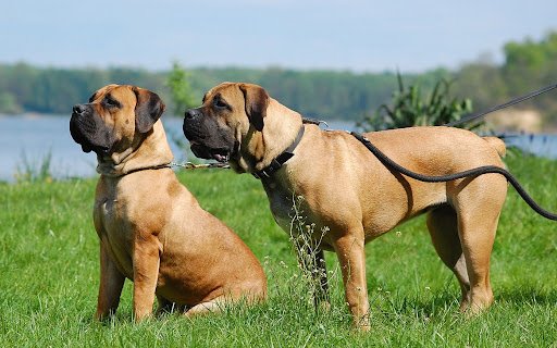 Boerboel africano