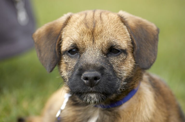 Border terrier