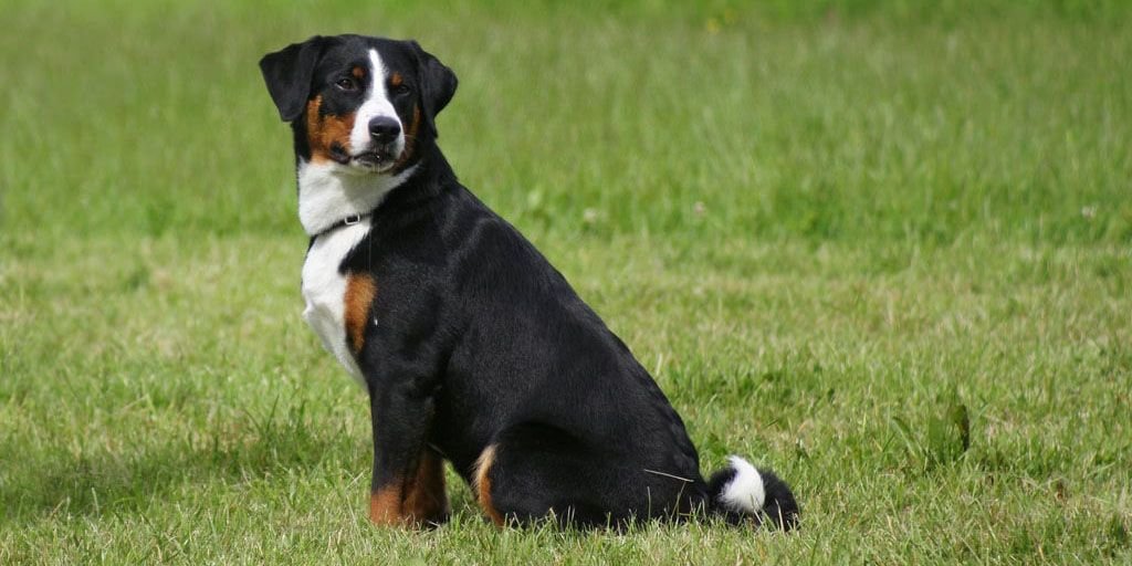 Boyero de Appenzell