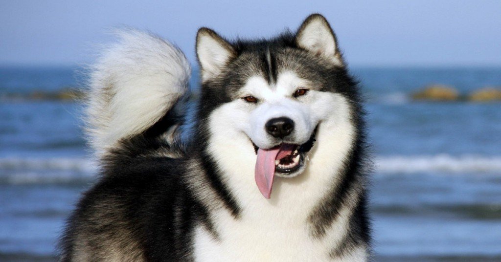 Alaskan malamute