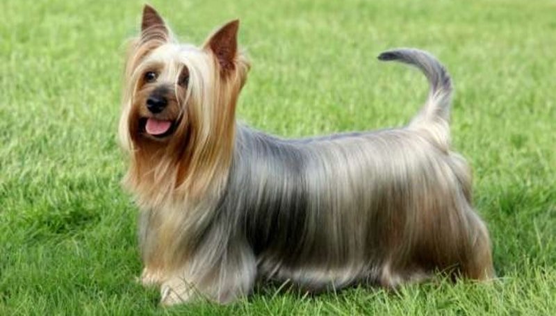 Australian Silky Terrier