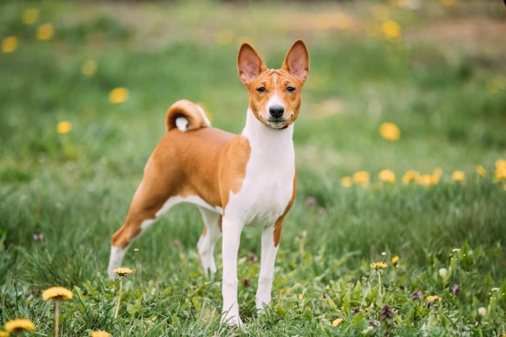 perro basenji