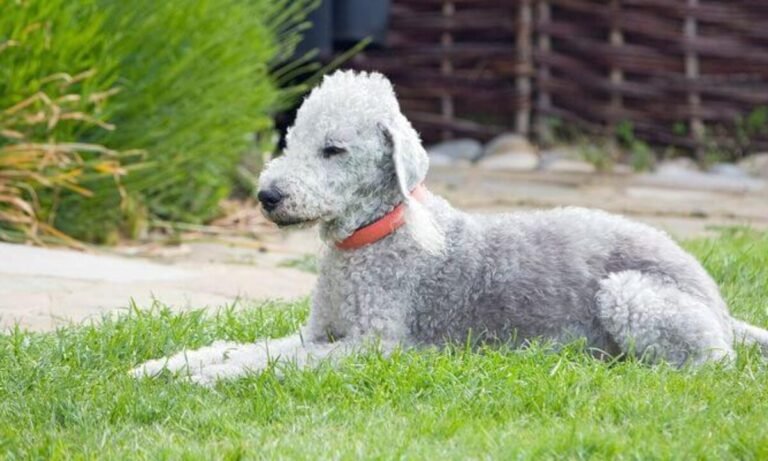 bedlington terrier