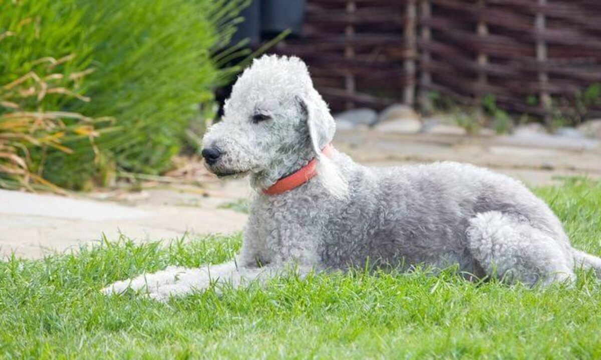 Bedlington terrier