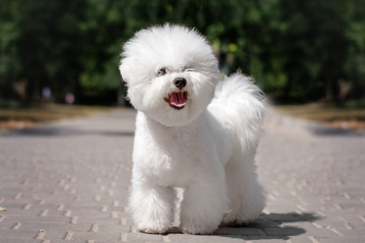 Bichon frisé