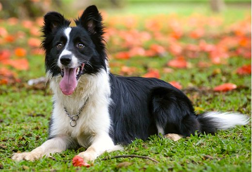 Border collie