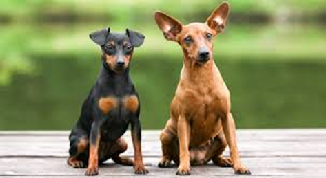 Pinscher miniatura - ratler