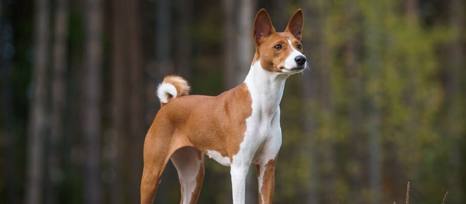 Basenji características de la raza