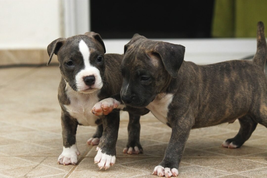 Perros de raza pequeña