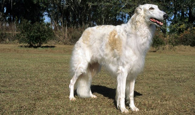 Borzoi Galgo ruso