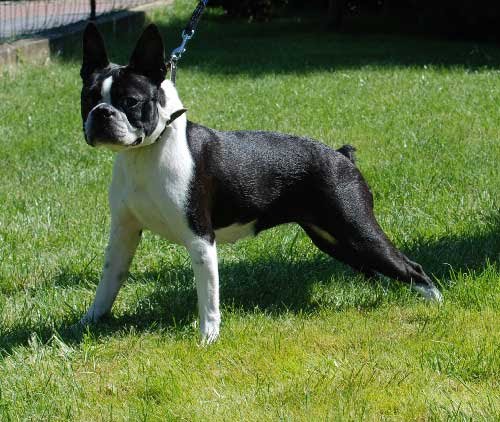 Boston terrier