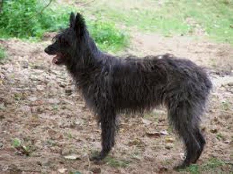 Bouvier de las Ardenas