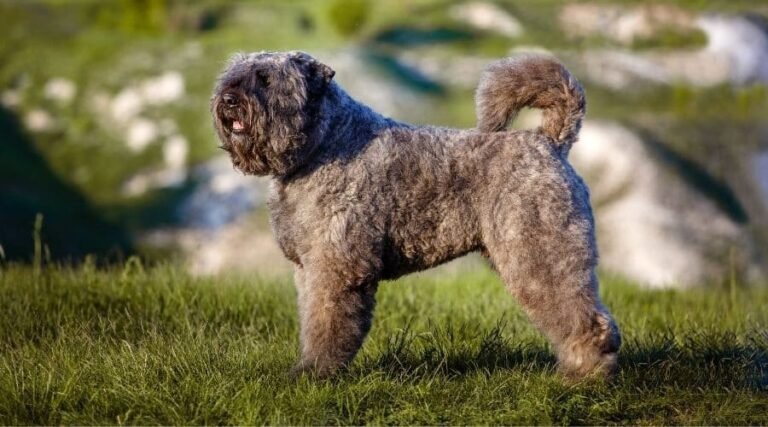 Bouvier des Flandres