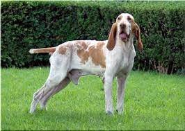 Braco italiano de pelo corto