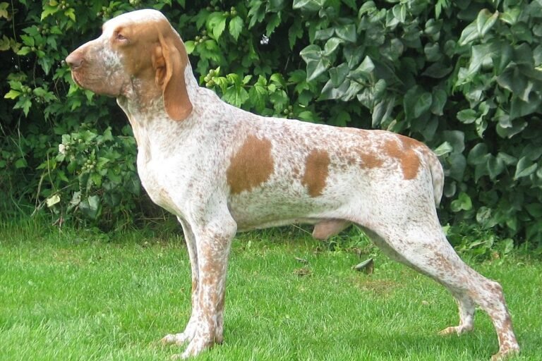 Braco italiano de pelo corto