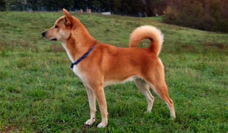 Canaan Dog