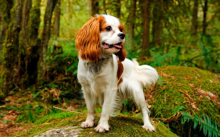 Cavalier king charles spaniel