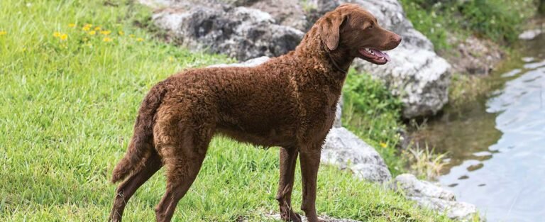 Chesapeake bay retriever