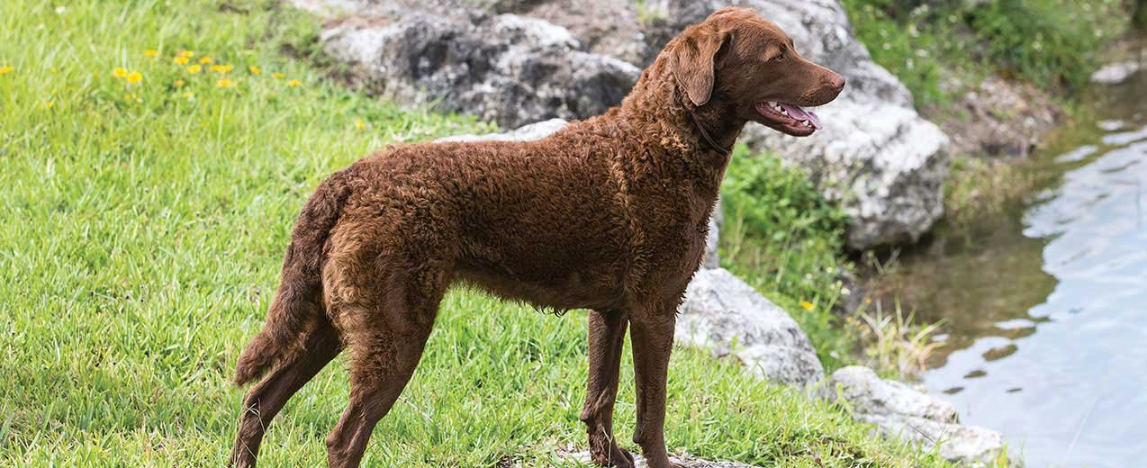 Chesapeake bay retriever