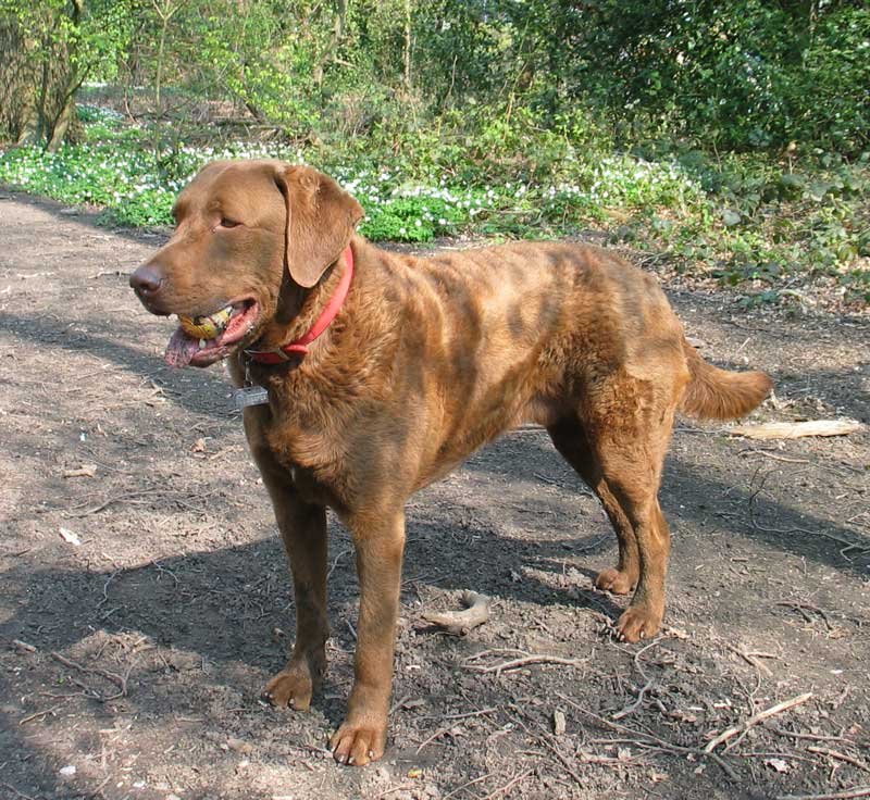 Chesapeake bay retriever