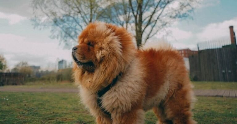 Chow Chow