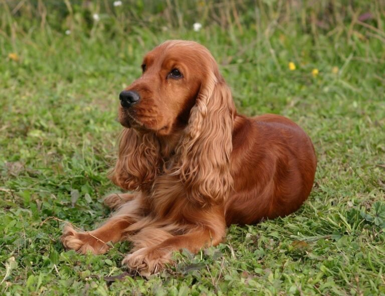 Cocker spaniel angielski