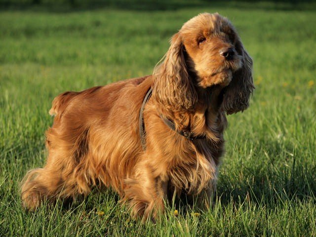 Cocker spaniel angielski