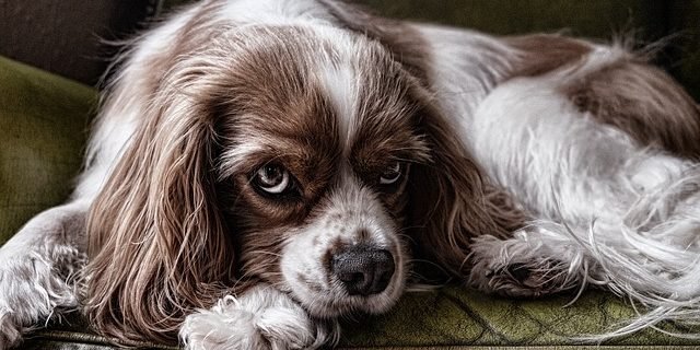 Cómo ayudar a tu perro con ansiedad