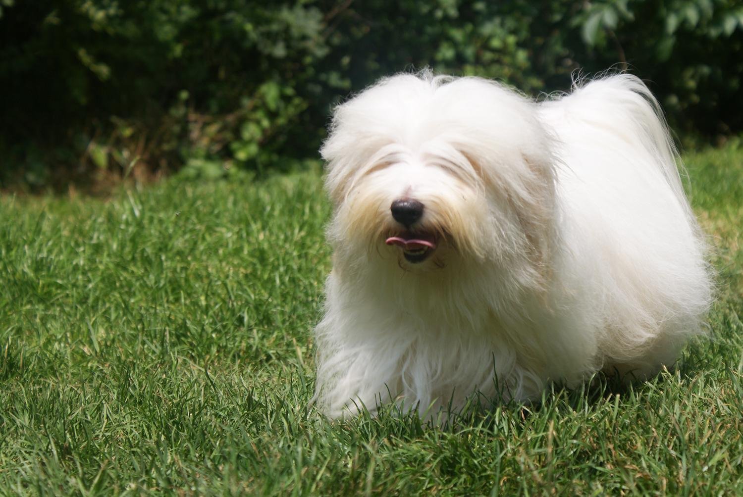 Coton de Tulear